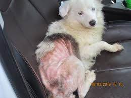Why adoption is a great option. 86 Animals Rescued From Deplorable Conditions In Condemned Pa House