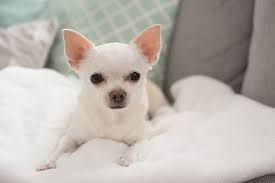 However unsuitable for homes with babies. 13 Most Popular White Dog Breeds Fluffy Small Large And More Perfect Dog Breeds