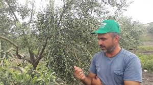 5 sene önce gemlik diye 44 tane fidan diktim.22 tanesi. Edremit Cinsi Zeytin Agaci Hakkinda Cok Onemli Bilgiler Youtube