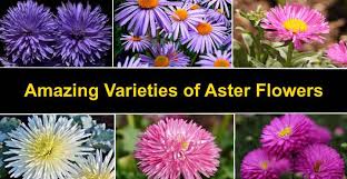 Members of the aster family (asteraceae), such as asters, marigolds, coreopsis and purple coneflower are commonly affected by this disease. Types Of Aster Flowers Varieties Of Aster Plant With Pictures
