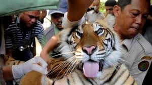 Aura ini bisa karena sihir, jin yang tidak percaya, atau aura jahat anda sendiri yang sulit dikendalikan. Inilah Arti Mimpi Mimpi Digigit Ular Hingga Mimpi Digigit Anjing Bangka Pos