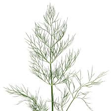 ディル Dill Weed スパイス ハーブ検索 S B エスビー食品株式会社