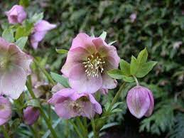 Shade Loving Flowering Plants For A Woodland Garden Woodland Garden Flowering Shade Plants Plants For Small Gardens