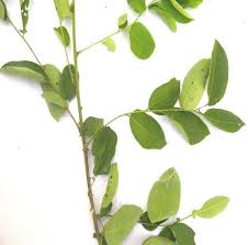 Image result for Phyllanthus odontadenius