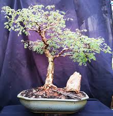 Image result for Acacia burkei