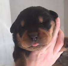 Looking for dogs and puppies for sale in mississippi? Rottweiler Puppies For Sale Mississippi