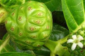 Semoga anda dapat segera memiliki tubuh yang sehat dan kuat. 7 Tanaman Herbal Untuk Meningkatkan Daya Tahan Tubuh Halaman All Kompas Com