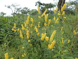 Image result for Eriosema