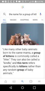 Newborn kittens are extremely adorable, but they can be a lot of work. What Is The Name Given To A Group Of Kittens Is It Called A Kindle Quora