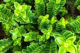 Image result for Viridivia