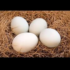 Pembayaran mudah, pengiriman cepat & bisa cicil 0%. Jual Telur Ayam Kampung Fertil Bisa Di Tetaskan Jakarta Selatan Apote K Hidup Ind Tokopedia