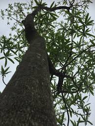 Image result for Rauvolfia afra