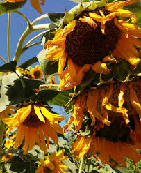 Berikan sedikit pupuk organik setelah bibit berhasil ditanam dan sebarkan pada area tanam agar batang bunga menjadi kuat. Gambar Menanam Daun Bunga Musim Gugur Botani Kuning Flora Bunga Matahari Bunga Liar Budidaya Bunga Tanaman Berbunga Keluarga Daisy Buket Bunga Asterales Desain Bunga Biji Bunga Matahari Tanaman Tahunan Tanaman Tanah