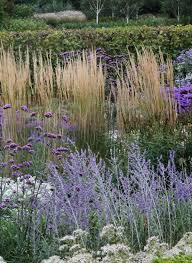 Image result for Perovskia atriplicifolia 'blue spire'