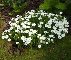 Image result for Entada arenaria