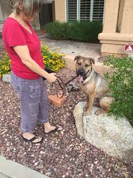 Phoenix In Home Dog Training K9katelynn See More About Carefree Dog Training At K9katelynn Com See More At Pinterest With Over Dog Training Dogs Pictures