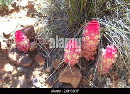 Image result for Harveya alba