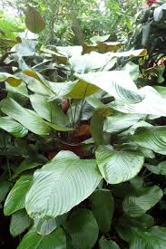 Image result for Marantochloa