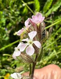 Image result for Silene