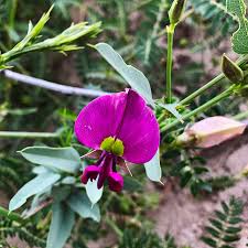 Image result for Otoptera