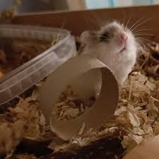 You Can Spend Hundreds Of Dollars On Toys, Snacks, And Sprays, But Nothing  Beats The Classic: The Toilet Paper Roll. : R/Hamsters