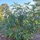 Bush Medicine in the Garden — The 3 Rivers event image