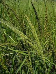 Image result for Oryza