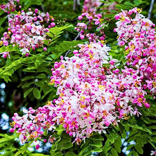 Image result for Cassia nodosa