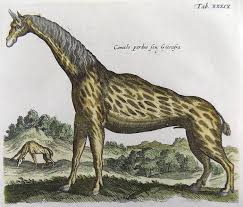 One of the last camels to live in north america was camelops, which went extinct about 13,000 years ago. Wanna See Something Weird The Guiamala Is A Camel Like Creature Found In