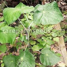 Image result for Hymenodictyon austro-africanum