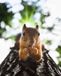 Finnish Photographer Captures The Fairytale Beauty Of Forest Life Animals Animal Photography Forest Animals