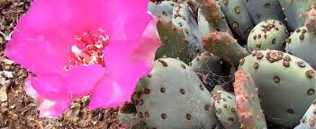 Beavertail cactus is the common name of a cactus species, opuntia basilaris. Opuntia Species Prickly Pear Cactus Beavertail Cactus Beavertail Pricklypear Opuntia Basilaris