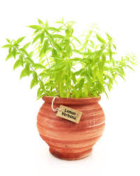 Tea infusions either hot or c. Growing Verbena Indoors How To Grow Lemon Verbena As A Houseplant