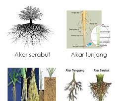 आकार का मतलब (मीनिंग) अंग्रेजी (इंग्लिश) में जाने |. Akar Tunjang In English Malayuwes
