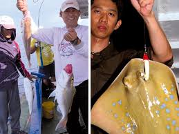 Banyak tapah bersaiz besar ada dalam semua sungai dalam asia. Trip Superretro Menduga Perairan Miri Umpan