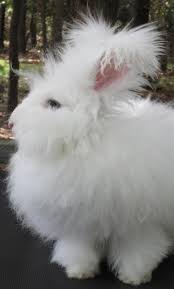 If you nurture it well, it will bond with you very well. About The Breed Bungalow Of Bunnies Dutch English Angora Rabbits