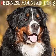 We specialize in breeding bernedoodles and variations of the bernedoodle. Just Bernese Mountain Dog 2021 Wall Calendar Dog Breed Calendar Willow Creek Press 0709786055098 Amazon Com Books