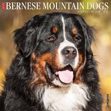 The bernese mountain dog is a truly loveable breed, most recognized for its large size and friendly personality. Just Bernese Mountain Dog 2021 Wall Calendar Dog Breed Calendar Willow Creek Press 0709786055098 Amazon Com Books