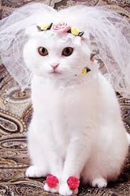 Bride Cat Miau Gatos Trajes De Gato Y Perros Y Gatos Tiernos