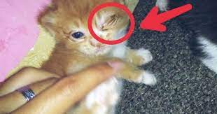 Macam mana nak tahu anak kucing mengalami sakit mata? Penyebab Dan Cara Mengobati Sakit Mata Pada Kucing Lengkap Hobinatang