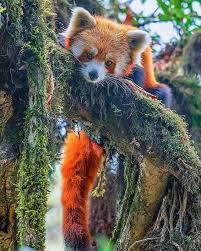 The Red Panda Is A Mammal Native To The Eastern Himalayas And Southwestern China It Is Listed As Endangered On The Iucn Red Li Red Panda Panda Habitat Mammals
