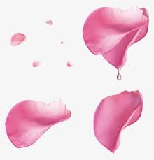 The petals of a flower are the thin coloured or white parts which together form the. Pink Rose Petals Png Transparent Pink Rose Petals Png Image Free Download Pngkey
