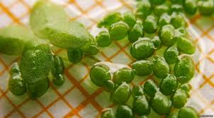 Image result for Wolffia arrhiza