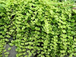 Everything is better with you. Great Design Plant Golden Creeping Jenny