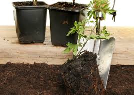 Check spelling or type a new query. Clematis Am Zaun So Wird Die Waldrebe Zum Sichtschutz