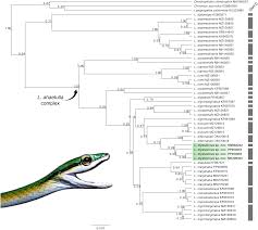 Image result for Lepidagathis pallescens