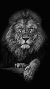 Black And White Angry Lion Face Wallpaper Lion Wallpaper For Android Apk Download In 2020 Lion Live Wallpaper Lion Tattoo Sleeves Lion Wallpaper