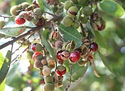 Image result for Pappea capensis