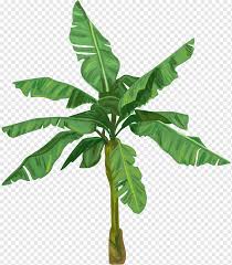 You can download and print the best transparent pisang png collection for free. Roti Pisang Daun Pisang Daun Pisang Daun Batang Tanaman Postscript Dikemas Png Pngwing