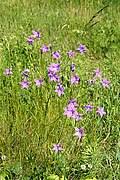 Image result for Platysepalum